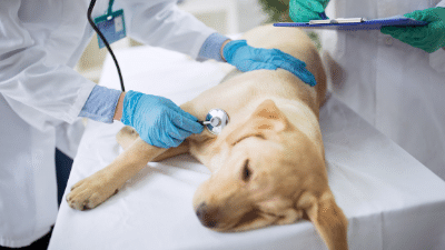 Pet Vet