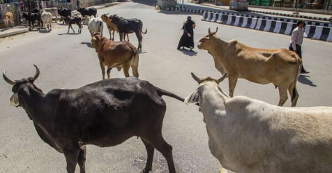 cattle