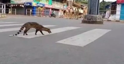 civetcat