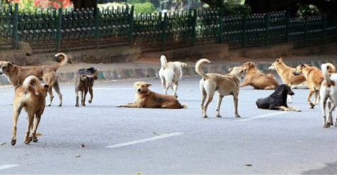 dogs