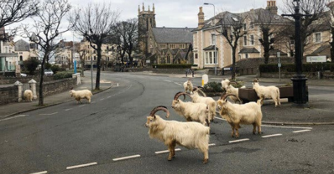 mountaingoat
