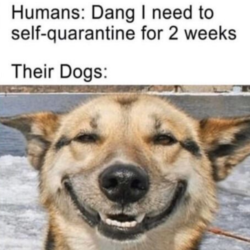selfquarantine
