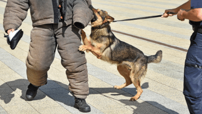 Police dog