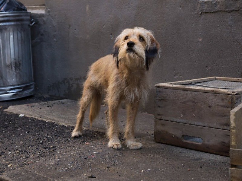 Benji
