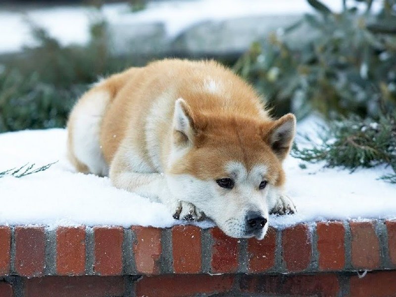 Hachi