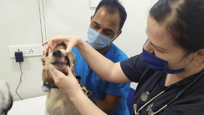 Dental Care