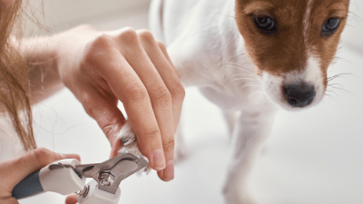 Holding paw