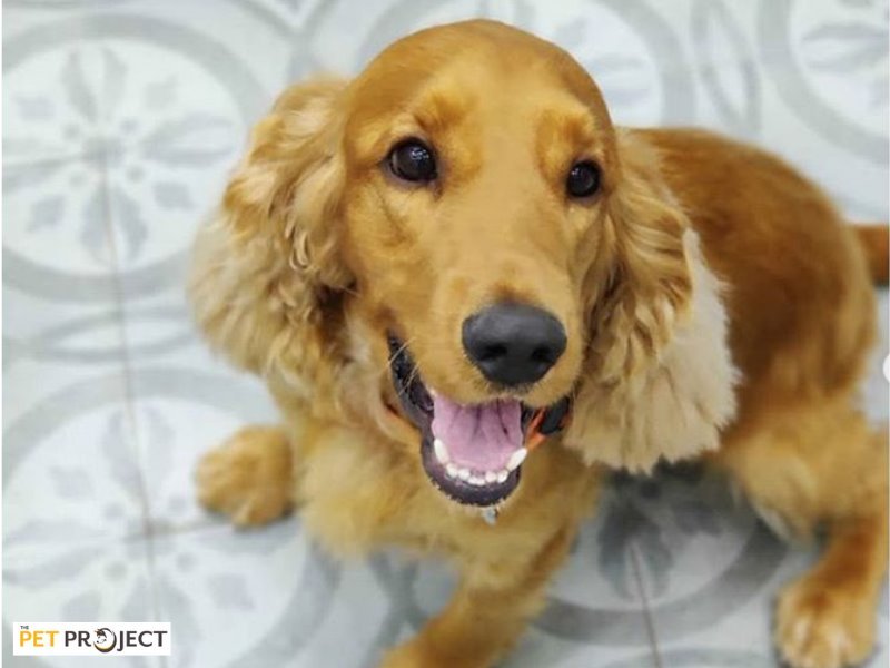 Pet Project