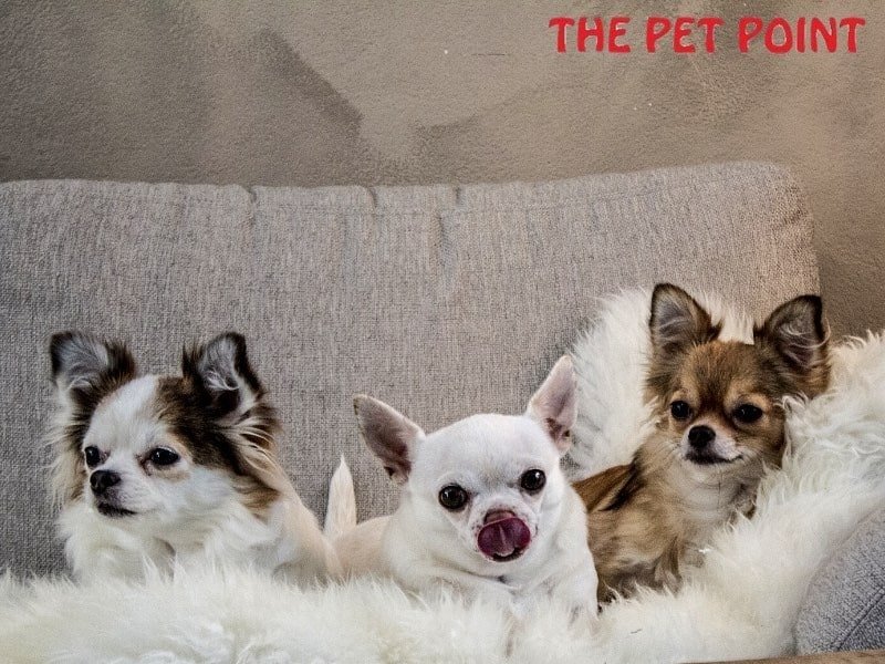 The Pet Point