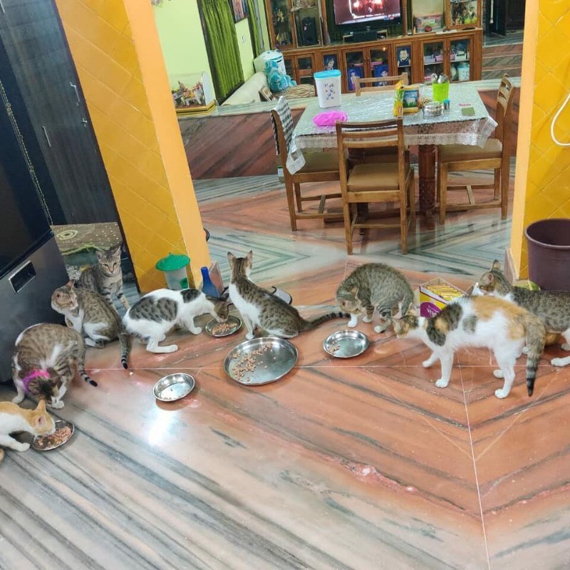 kittens