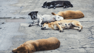 Stray Dogs