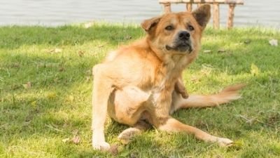 Infestation Of Ticks And Skin Disorders