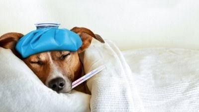 Weak Immune