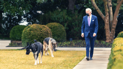 Biden dogs