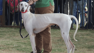 Mudhol Hound