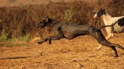mudhol running