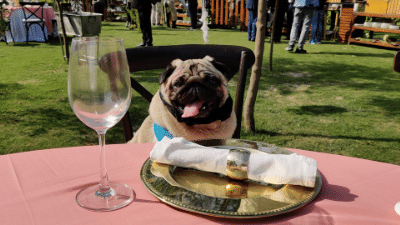 DogFood