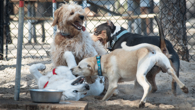 Pet Park 2