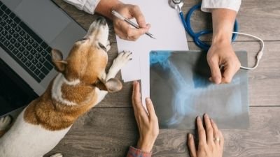 Budget Pet Care