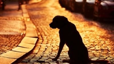Lost Pet