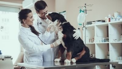 Prioritize Pet's Health